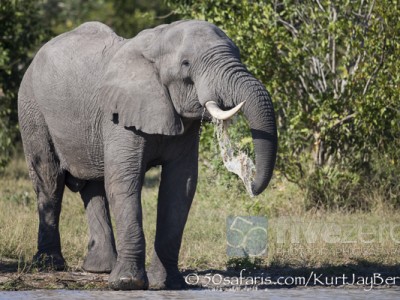 South Africa, wildlife, safari, photo safari, photo tour, photographic safari, photographic tour, photo workshop, wildlife photography, 50 safaris, 50 photographic safaris, kurt jay bertels, elephant, drinking, male