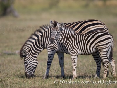 South Africa, wildlife, safari, photo safari, photo tour, photographic safari, photographic tour, photo workshop, wildlife photography, 50 safaris, 50 photographic safaris, kurt jay bertels, zebra, calf, foal
