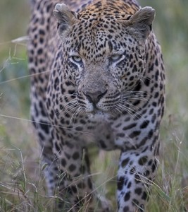 South Africa, wildlife, safari, photo safari, photo tour, photographic safari, photographic tour, photo workshop, wildlife photography, 50 safaris, 50 photographic safaris, kurt jay bertels, leopard, male