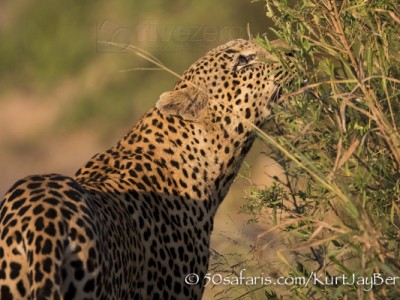 South Africa, wildlife, safari, photo safari, photo tour, photographic safari, photographic tour, photo workshop, wildlife photography, 50 safaris, 50 photographic safaris, kurt jay bertels, leopard, male, sniffing