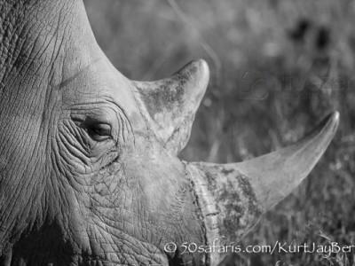 South Africa, wildlife, safari, photo safari, photo tour, photographic safari, photographic tour, photo workshop, wildlife photography, 50 safaris, 50 photographic safaris, kurt jay bertels, white rhino, horns