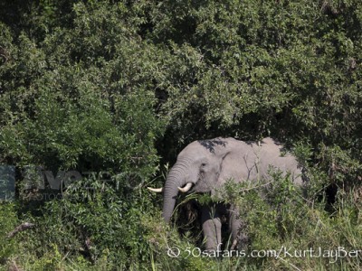 South Africa, wildlife, safari, photo safari, photo tour, photographic safari, photographic tour, photo workshop, wildlife photography, 50 safaris, 50 photographic safaris, kurt jay bertels, elephant, feeding