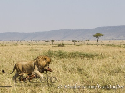 Kenya, great migration, migration, kill, wildebeest, calendar, crocodile, when to go, best, wildlife, safari, photo safari, photo tour, photographic safari, photographic tour, photo workshop, wildlife photography, 50 safaris, 50 photographic safaris, kurt jay bertels, lion, large, male, dragging, topi, kill