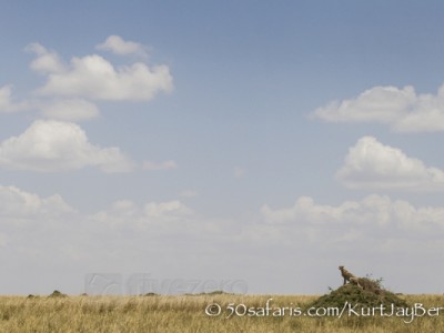 Kenya, great migration, migration, kill, wildebeest, calendar, crocodile, when to go, best, wildlife, safari, photo safari, photo tour, photographic safari, photographic tour, photo workshop, wildlife photography, 50 safaris, 50 photographic safaris, kurt jay bertels, cheetah, termite mound