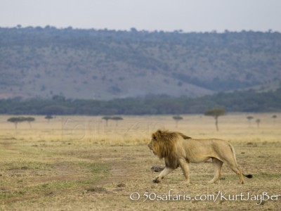 Kenya, great migration, migration, kill, wildebeest, calendar, crocodile, when to go, best, wildlife, safari, photo safari, photo tour, photographic safari, photographic tour, photo workshop, wildlife photography, 50 safaris, 50 photographic safaris, kurt jay bertels, lion, male, large, walking, coalition