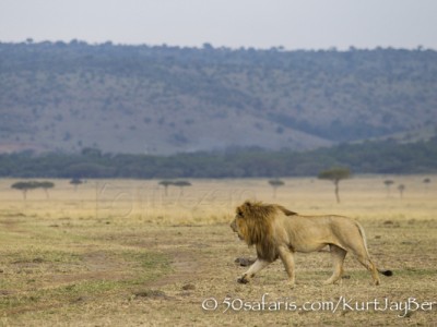 Kenya, great migration, migration, kill, wildebeest, calendar, crocodile, when to go, best, wildlife, safari, photo safari, photo tour, photographic safari, photographic tour, photo workshop, wildlife photography, 50 safaris, 50 photographic safaris, kurt jay bertels, lion, male, large, walking, coalition