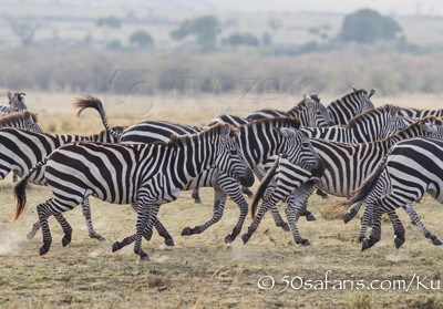 Kenya, great migration, migration, kill, wildebeest, calendar, crocodile, when to go, best, wildlife, safari, photo safari, photo tour, photographic safari, photographic tour, photo workshop, wildlife photography, 50 safaris, 50 photographic safaris, kurt jay bertels, zebra, running, plains zebra, panic