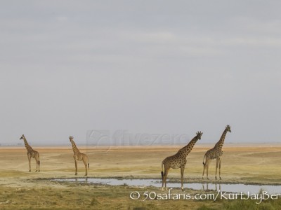 Kenya, great migration, migration, kill, wildebeest, calendar, crocodile, when to go, best, wildlife, safari, photo safari, photo tour, photographic safari, photographic tour, photo workshop, wildlife photography, 50 safaris, 50 photographic safaris, kurt jay bertels, amboseli, amboseli national park, giraffe, masai giraffe, kenyan giraffe