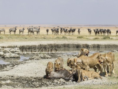 Kenya, great migration, migration, kill, wildebeest, calendar, crocodile, when to go, best, wildlife, safari, photo safari, photo tour, photographic safari, photographic tour, photo workshop, wildlife photography, 50 safaris, 50 photographic safaris, kurt jay bertels, amboseli, amboseli national park, lions, kill, wildebeest, feeding, eating, cubs, fighting, aggression