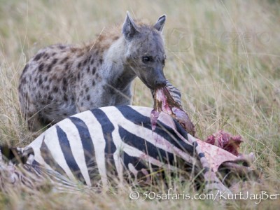 Kenya, great migration, migration, kill, wildebeest, calendar, crocodile, when to go, best, wildlife, safari, photo safari, photo tour, photographic safari, photographic tour, photo workshop, wildlife photography, 50 safaris, 50 photographic safaris, kurt jay bertels, spotted hyaena, feeding, kill, zebra