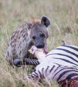 Kenya, great migration, migration, kill, wildebeest, calendar, crocodile, when to go, best, wildlife, safari, photo safari, photo tour, photographic safari, photographic tour, photo workshop, wildlife photography, 50 safaris, 50 photographic safaris, kurt jay bertels, spotted hyaena, feeding, kill, zebra