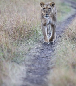 Kenya, great migration, migration, kill, wildebeest, calendar, crocodile, when to go, best, wildlife, safari, photo safari, photo tour, photographic safari, photographic tour, photo workshop, wildlife photography, 50 safaris, 50 photographic safaris, kurt jay bertels, lioness, lion, walking, path