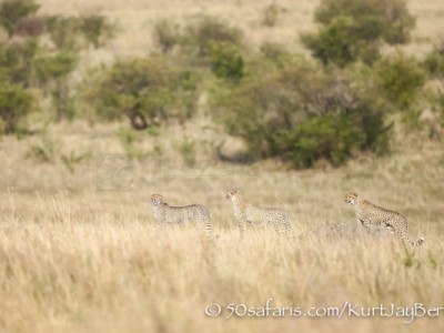 Kenya, great migration, migration, kill, wildebeest, calendar, crocodile, when to go, best, wildlife, safari, photo safari, photo tour, photographic safari, photographic tour, photo workshop, wildlife photography, 50 safaris, 50 photographic safaris, kurt jay bertels, cheetah, hunting, coalition, mother and cubs, sub-adult