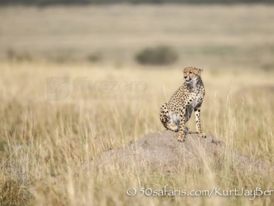 Kenya, great migration, migration, kill, wildebeest, calendar, crocodile, when to go, best, wildlife, safari, photo safari, photo tour, photographic safari, photographic tour, photo workshop, wildlife photography, 50 safaris, 50 photographic safaris, kurt jay bertels, cheetah, termite mound