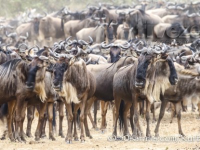 Kenya, great migration, migration, kill, wildebeest, calendar, crocodile, when to go, best, wildlife, safari, photo safari, photo tour, photographic safari, photographic tour, photo workshop, wildlife photography, 50 safaris, 50 photographic safaris, kurt jay bertels, wildebeest, building