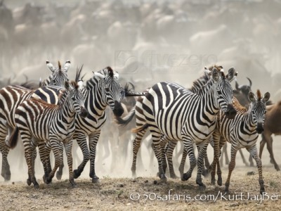 Kenya, great migration, migration, kill, wildebeest, calendar, crocodile, when to go, best, wildlife, safari, photo safari, photo tour, photographic safari, photographic tour, photo workshop, wildlife photography, 50 safaris, 50 photographic safaris, kurt jay bertels, zebra, running, dust, stampede