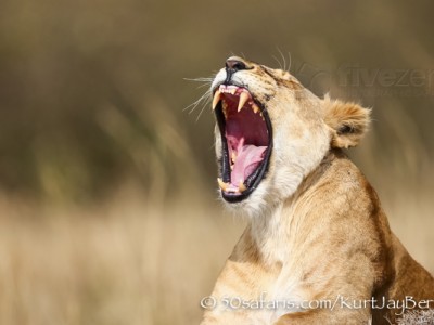 Kenya, great migration, migration, kill, wildebeest, calendar, crocodile, when to go, best, wildlife, safari, photo safari, photo tour, photographic safari, photographic tour, photo workshop, wildlife photography, 50 safaris, 50 photographic safaris, kurt jay bertels, lion, lioness, yawning, teeth