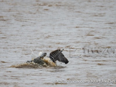 Kenya, great migration, migration, kill, wildebeest, calendar, crocodile, when to go, best, wildlife, safari, photo safari, photo tour, photographic safari, photographic tour, photo workshop, wildlife photography, 50 safaris, 50 photographic safaris, kurt jay bertels, zebra, kill, crocodile, attack