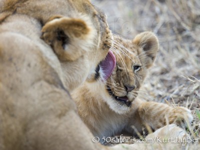 Kenya, great migration, migration, kill, wildebeest, calendar, crocodile, when to go, best, wildlife, safari, photo safari, photo tour, photographic safari, photographic tour, photo workshop, wildlife photography, 50 safaris, 50 photographic safaris, kurt jay bertels, lion, cub, cute