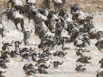 Kenya, great migration, migration, kill, wildebeest, calendar, crocodile, when to go, best, wildlife, safari, photo safari, photo tour, photographic safari, photographic tour, photo workshop, wildlife photography, 50 safaris, 50 photographic safaris, kurt jay bertels, wildebeest, crossing, river,