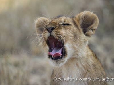 Kenya, great migration, migration, kill, wildebeest, calendar, crocodile, when to go, best, wildlife, safari, photo safari, photo tour, photographic safari, photographic tour, photo workshop, wildlife photography, 50 safaris, 50 photographic safaris, kurt jay bertels, lion, cub, cute, yawning