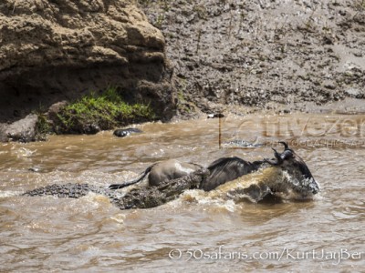 Kenya, great migration, migration, kill, wildebeest, calendar, crocodile, when to go, best, wildlife, safari, photo safari, photo tour, photographic safari, photographic tour, photo workshop, wildlife photography, 50 safaris, 50 photographic safaris, kurt jay bertels, wildebeest, attack, kill, crocodile, drown