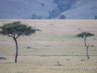 Kenya, great migration, migration, kill, wildebeest, calendar, crocodile, when to go, best, wildlife, safari, photo safari, photo tour, photographic safari, photographic tour, photo workshop, wildlife photography, 50 safaris, 50 photographic safaris, kurt jay bertels, sunset, lioness, lion, hunting