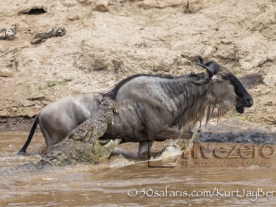 Kenya, great migration, migration, kill, wildebeest, calendar, crocodile, when to go, best, wildlife, safari, photo safari, photo tour, photographic safari, photographic tour, photo workshop, wildlife photography, 50 safaris, 50 photographic safaris, kurt jay bertels, wildebeest, attack, kill, crocodile, drown