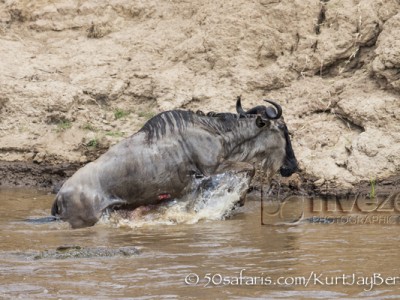 Kenya, great migration, migration, kill, wildebeest, calendar, crocodile, when to go, best, wildlife, safari, photo safari, photo tour, photographic safari, photographic tour, photo workshop, wildlife photography, 50 safaris, 50 photographic safaris, kurt jay bertels, wildebeest, attack, kill, crocodile, drown, escape