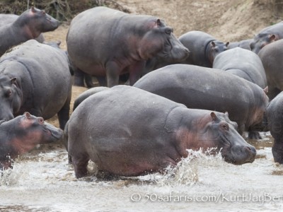 Kenya, great migration, migration, kill, wildebeest, calendar, crocodile, when to go, best, wildlife, safari, photo safari, photo tour, photographic safari, photographic tour, photo workshop, wildlife photography, 50 safaris, 50 photographic safaris, kurt jay bertels, hippo, calf, running