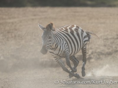 Kenya, great migration, migration, kill, wildebeest, calendar, crocodile, when to go, best, wildlife, safari, photo safari, photo tour, photographic safari, photographic tour, photo workshop, wildlife photography, 50 safaris, 50 photographic safaris, kurt jay bertels, zebra, running, dust