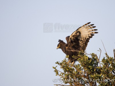 Kenya, great migration, migration, kill, wildebeest, calendar, crocodile, when to go, best, wildlife, safari, photo safari, photo tour, photographic safari, photographic tour, photo workshop, wildlife photography, 50 safaris, 50 photographic safaris, kurt jay bertels, long crested eagle, raptor