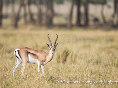 Kenya, great migration, migration, kill, wildebeest, calendar, crocodile, when to go, best, wildlife, safari, photo safari, photo tour, photographic safari, photographic tour, photo workshop, wildlife photography, 50 safaris, 50 photographic safaris, kurt jay bertels, grants gazelle, gazelle, male