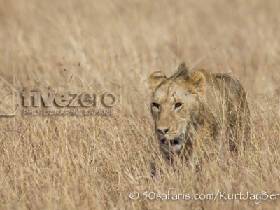 Kenya, great migration, migration, kill, wildebeest, calendar, crocodile, when to go, best, wildlife, safari, photo safari, photo tour, photographic safari, photographic tour, photo workshop, wildlife photography, 50 safaris, 50 photographic safaris, kurt jay bertels, lion, male, young, sub-adult
