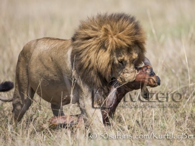 Kenya, great migration, migration, kill, wildebeest, calendar, crocodile, when to go, best, wildlife, safari, photo safari, photo tour, photographic safari, photographic tour, photo workshop, wildlife photography, 50 safaris, 50 photographic safaris, kurt jay bertels, lion, large, male, dragging, kill, topi