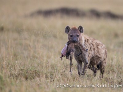 Kenya, great migration, migration, kill, wildebeest, calendar, crocodile, when to go, best, wildlife, safari, photo safari, photo tour, photographic safari, photographic tour, photo workshop, wildlife photography, 50 safaris, 50 photographic safaris, kurt jay bertels, spotted hyaena, widebeest, thomsons gazelle kill, dead, dragging