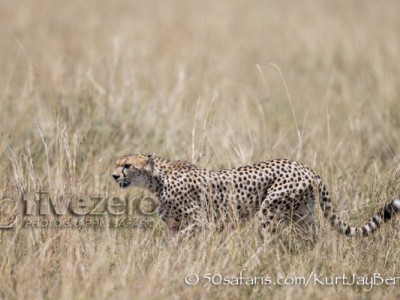 Kenya, great migration, migration, kill, wildebeest, calendar, crocodile, when to go, best, wildlife, safari, photo safari, photo tour, photographic safari, photographic tour, photo workshop, wildlife photography, 50 safaris, 50 photographic safaris, kurt jay bertels, cheetah, hunting