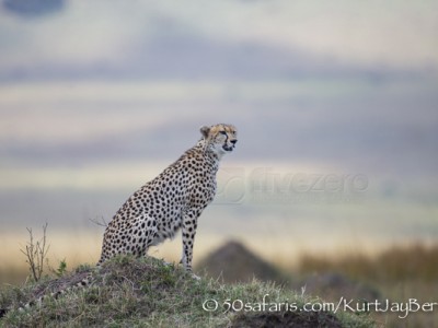 Kenya, great migration, migration, kill, wildebeest, calendar, crocodile, when to go, best, wildlife, safari, photo safari, photo tour, photographic safari, photographic tour, photo workshop, wildlife photography, 50 safaris, 50 photographic safaris, kurt jay bertels, cheetah, termite mound, looking