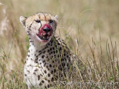 Kenya, great migration, migration, kill, wildebeest, calendar, crocodile, when to go, best, wildlife, safari, photo safari, photo tour, photographic safari, photographic tour, photo workshop, wildlife photography, 50 safaris, 50 photographic safaris, kurt jay bertels, cheetah, blood, eating, kill