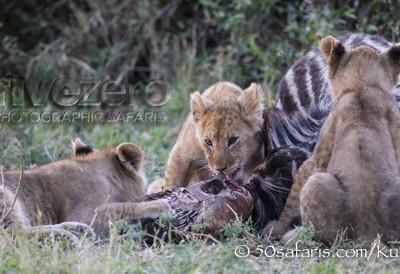 Kenya, great migration, migration, kill, wildebeest, calendar, crocodile, when to go, best, wildlife, safari, photo safari, photo tour, photographic safari, photographic tour, photo workshop, wildlife photography, 50 safaris, 50 photographic safaris, kurt jay bertels, lion cub, lion, eating, zebra, kill