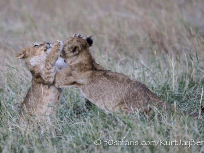 Kenya, great migration, migration, kill, wildebeest, calendar, crocodile, when to go, best, wildlife, safari, photo safari, photo tour, photographic safari, photographic tour, photo workshop, wildlife photography, 50 safaris, 50 photographic safaris, kurt jay bertels, lion cub, playing, fighting, lion