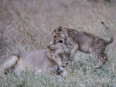 Kenya, great migration, migration, kill, wildebeest, calendar, crocodile, when to go, best, wildlife, safari, photo safari, photo tour, photographic safari, photographic tour, photo workshop, wildlife photography, 50 safaris, 50 photographic safaris, kurt jay bertels, lion cub, playing, fighting, lion