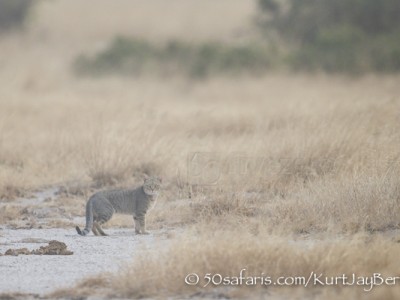 Kenya, great migration, migration, kill, wildebeest, calendar, crocodile, when to go, best, wildlife, safari, photo safari, photo tour, photographic safari, photographic tour, photo workshop, wildlife photography, 50 safaris, 50 photographic safaris, kurt jay bertels, amboseli, amboseli national park, african wild cat, day