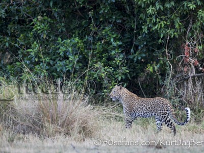 Kenya, great migration, migration, kill, wildebeest, calendar, crocodile, when to go, best, wildlife, safari, photo safari, photo tour, photographic safari, photographic tour, photo workshop, wildlife photography, 50 safaris, 50 photographic safaris, kurt jay bertels, leopard, female, hunting