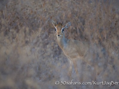 Kenya, great migration, migration, kill, wildebeest, calendar, crocodile, when to go, best, wildlife, safari, photo safari, photo tour, photographic safari, photographic tour, photo workshop, wildlife photography, 50 safaris, 50 photographic safaris, kurt jay bertels, amboseli, amboseli national park, dik-dik, dik dik, kirks dik-dik, small antelope