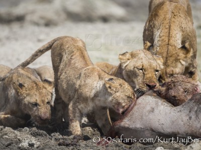 Kenya, great migration, migration, kill, wildebeest, calendar, crocodile, when to go, best, wildlife, safari, photo safari, photo tour, photographic safari, photographic tour, photo workshop, wildlife photography, 50 safaris, 50 photographic safaris, kurt jay bertels, amboseli, amboseli national park, lions, kill, wildebeest, feeding, eating, cubs, fighting, aggression