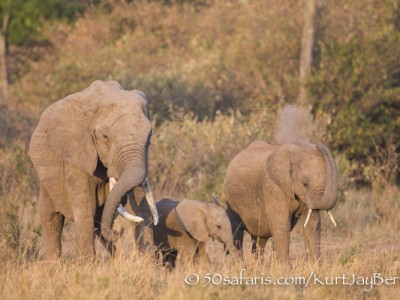 Kenya, great migration, migration, kill, wildebeest, calendar, crocodile, when to go, best, wildlife, safari, photo safari, photo tour, photographic safari, photographic tour, photo workshop, wildlife photography, 50 safaris, 50 photographic safaris, kurt jay bertels, elephant, baby, young, calf, dust bath