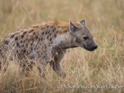 Kenya, great migration, migration, kill, wildebeest, calendar, crocodile, when to go, best, wildlife, safari, photo safari, photo tour, photographic safari, photographic tour, photo workshop, wildlife photography, 50 safaris, 50 photographic safaris, kurt jay bertels, hyaena, spotted hyaena, scavenger, kill