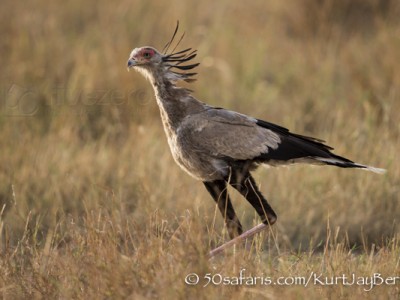 Kenya, great migration, migration, kill, wildebeest, calendar, crocodile, when to go, best, wildlife, safari, photo safari, photo tour, photographic safari, photographic tour, photo workshop, wildlife photography, 50 safaris, 50 photographic safaris, kurt jay bertels, secretary bird, snake killer,