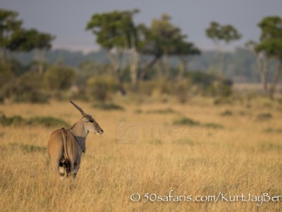 Kenya, great migration, migration, kill, wildebeest, calendar, crocodile, when to go, best, wildlife, safari, photo safari, photo tour, photographic safari, photographic tour, photo workshop, wildlife photography, 50 safaris, 50 photographic safaris, kurt jay bertels, eland, antelope, large